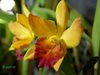 Cattleya Hybrids  